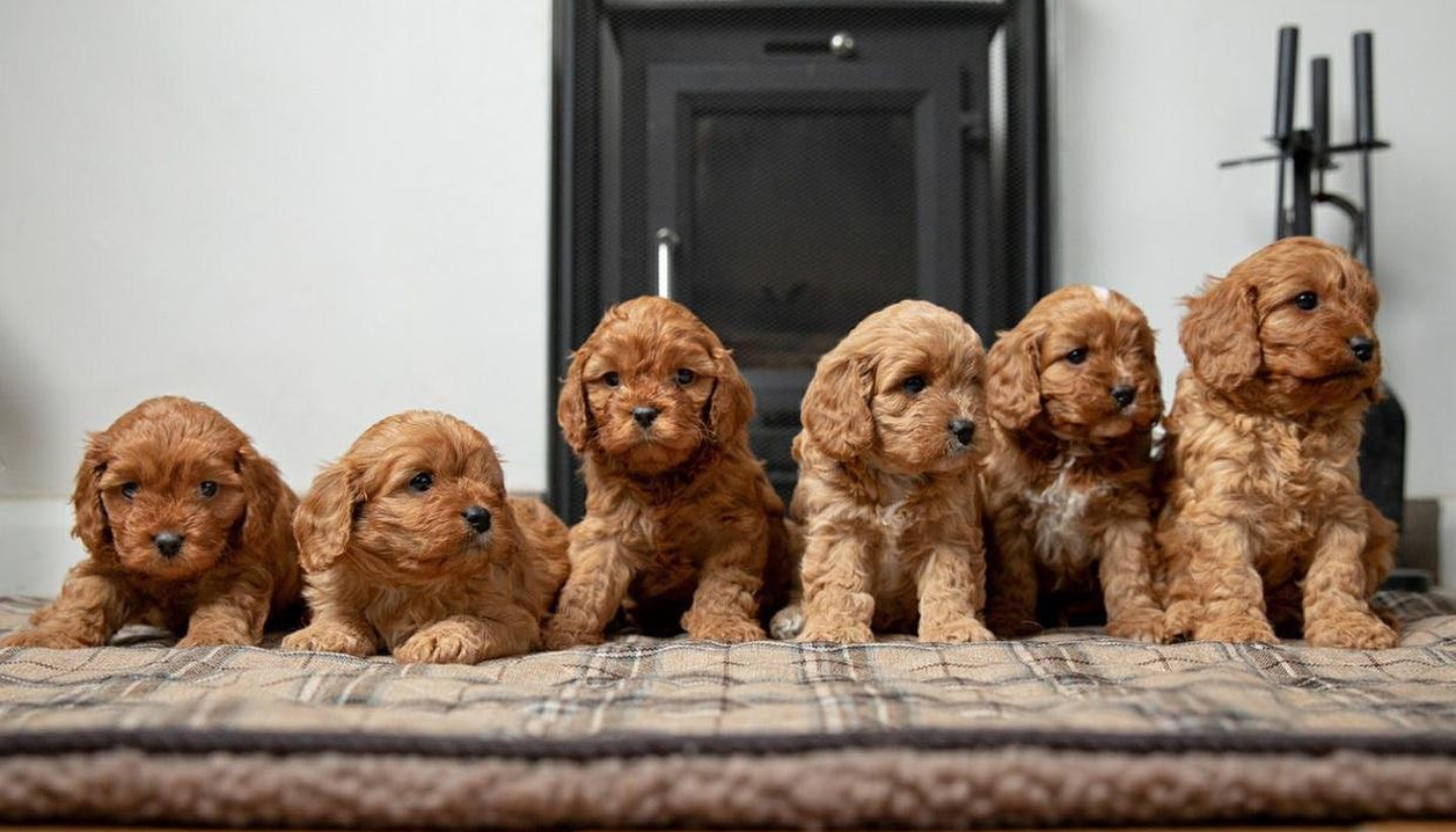 Vinnie and his siblings